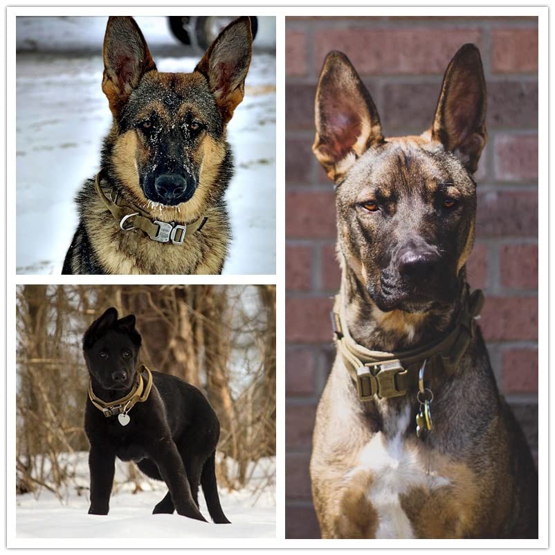Heavy-Duty Adjustable Dog Collar with Handle