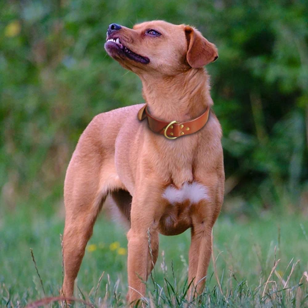 Genuine Leather Dog Collar with D-Ring & Buckle