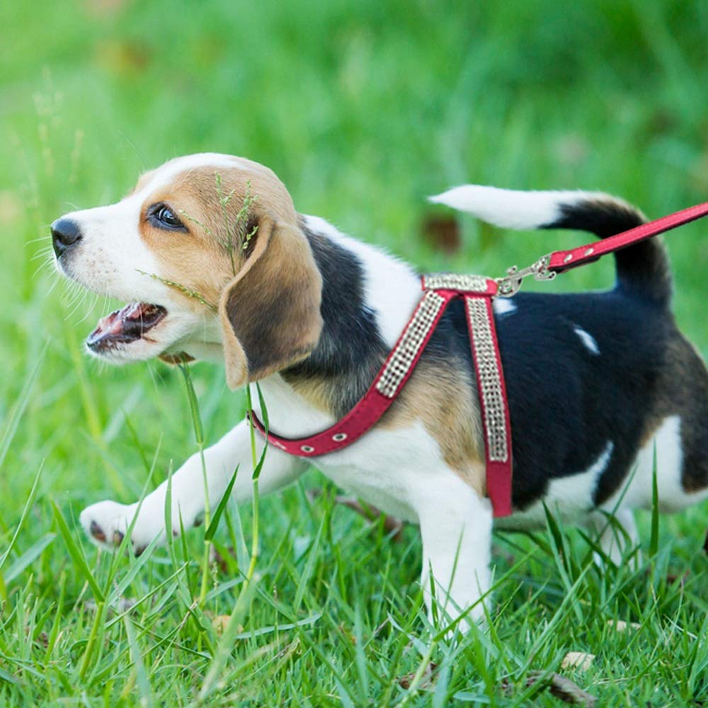 Rhinestone Leather Pet Harness & Leash Set